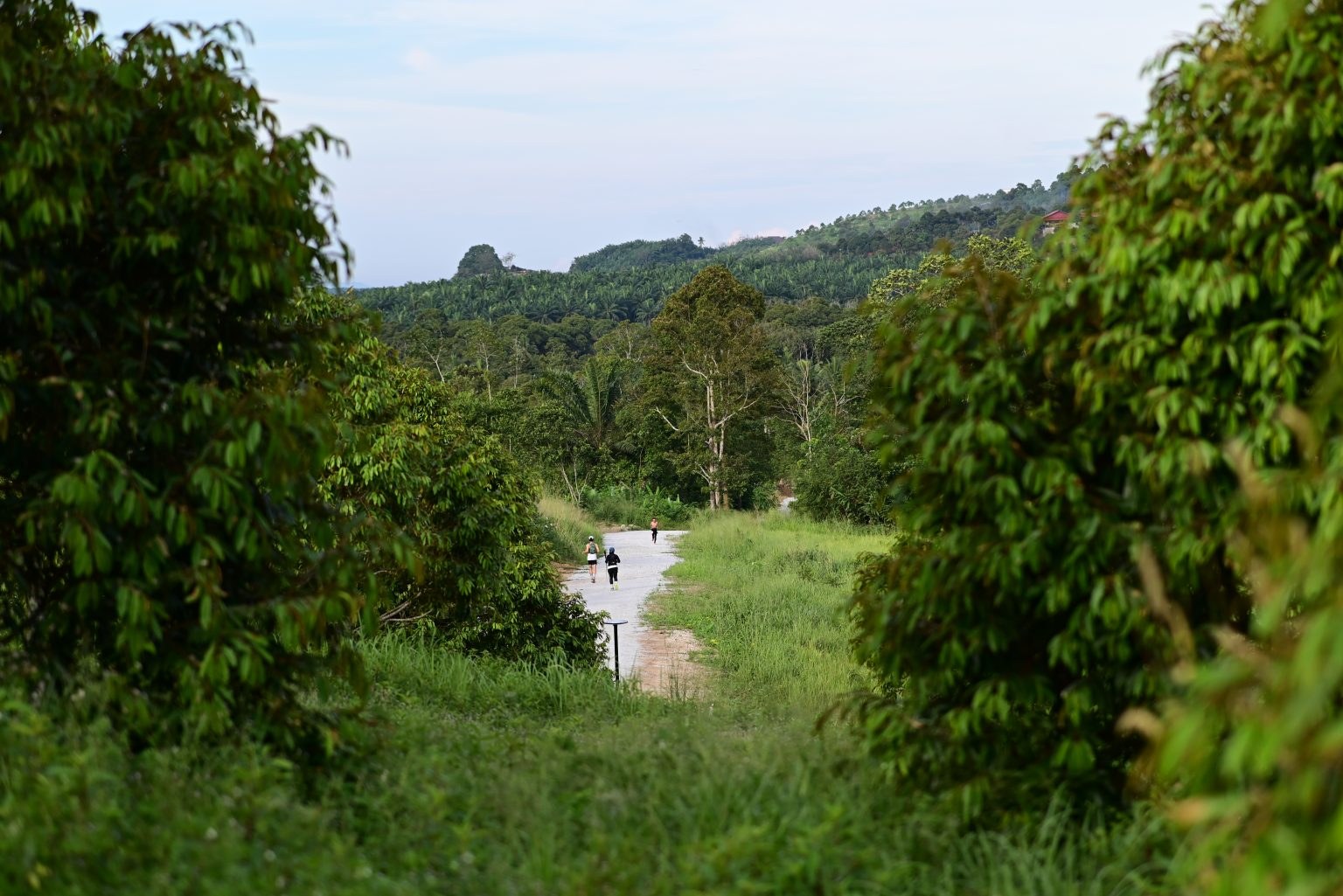 Trail runners on a path through green hills and plantations at Trail des Lenggeng, Negeri Sembilan